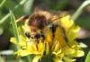 Bombus humilis humilis